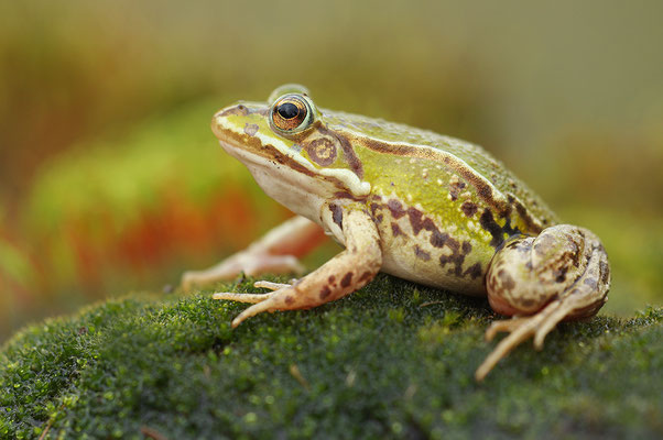 Kleiner Wasserfrosch