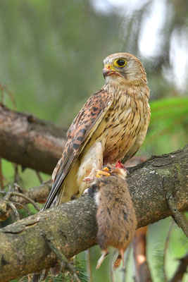 Turmfalke mit geschlagenem Feldhamster