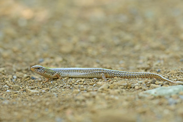 Gestreifter Walzenskink