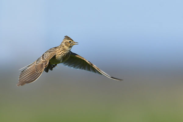 Feldlerche im Flug