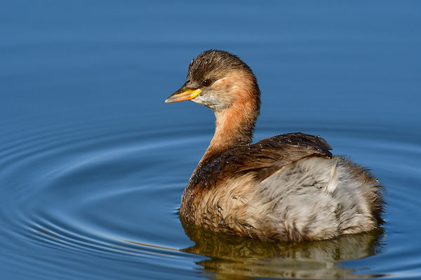 Zwergtaucher
