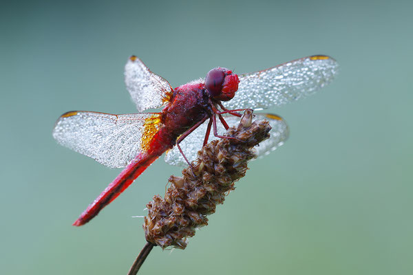 Feuerlibelle Männchen