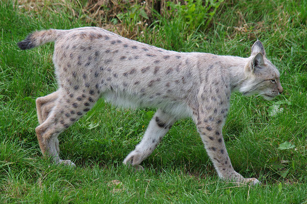 Luchs helle Form