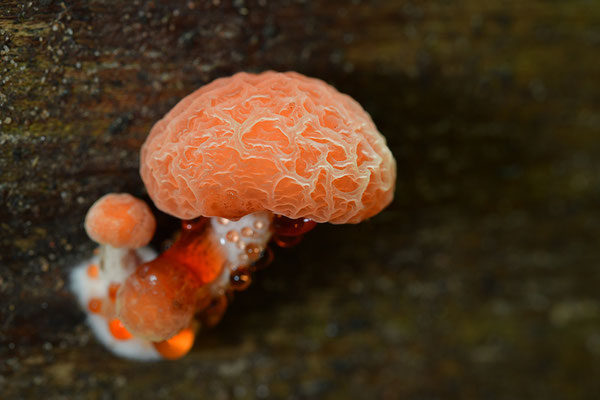 Orangeroter Adernseitling