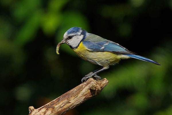 Blaumeise