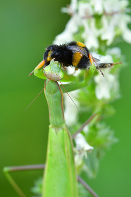 Gottesanbeterin Weibchen frisst eine Hummel