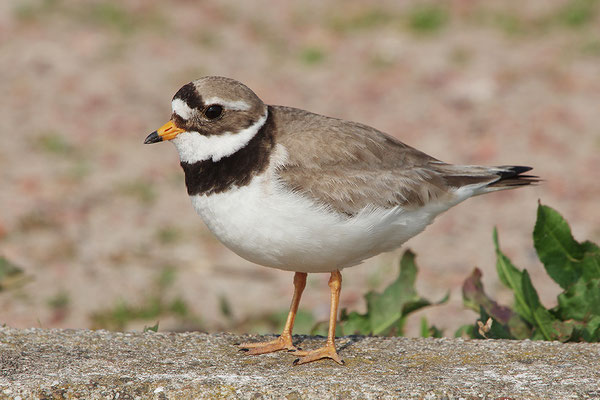 Sandregenpfeifer