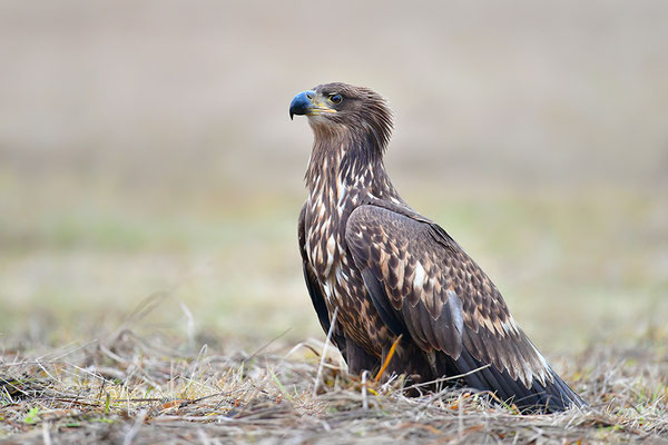 Seeadler