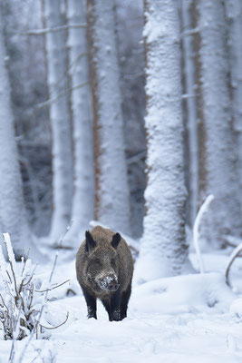 Wildschwein