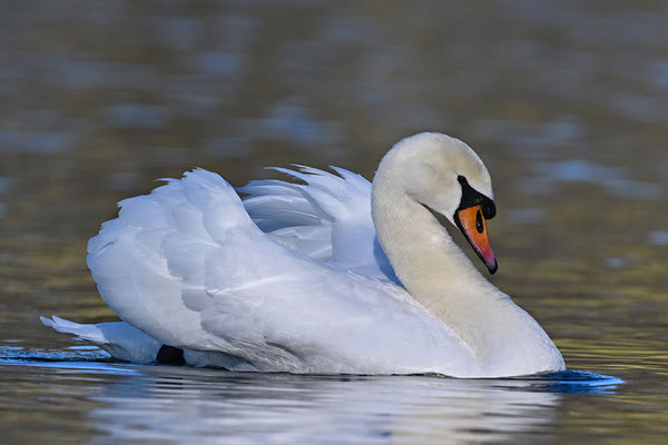 Höckerschwan