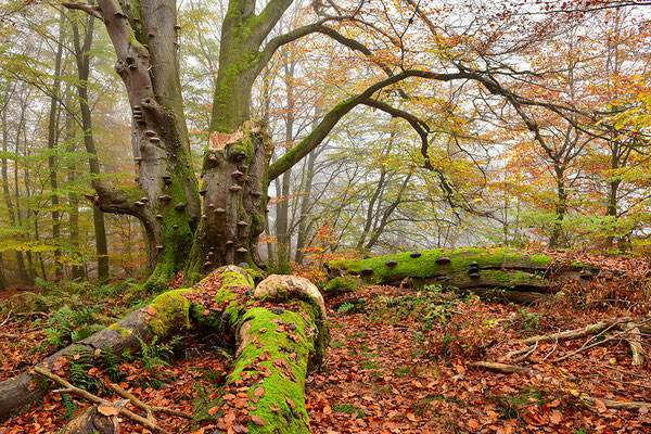 Urwald Sababurg