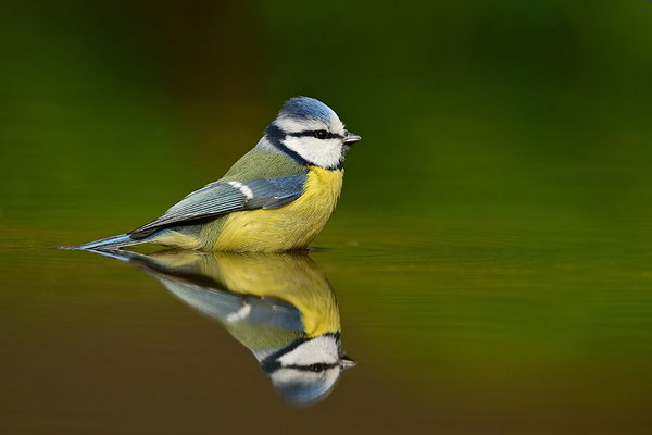 Blaumeise