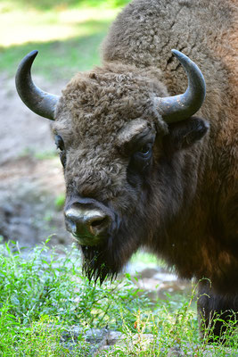 Wisent Kopfportrait