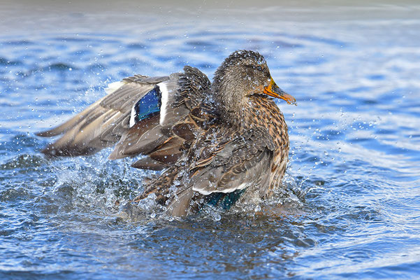 Stockente beim Baden