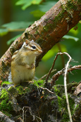 Sibirisches Streifenhörnchen