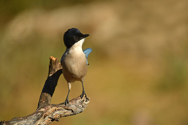 Blauelster