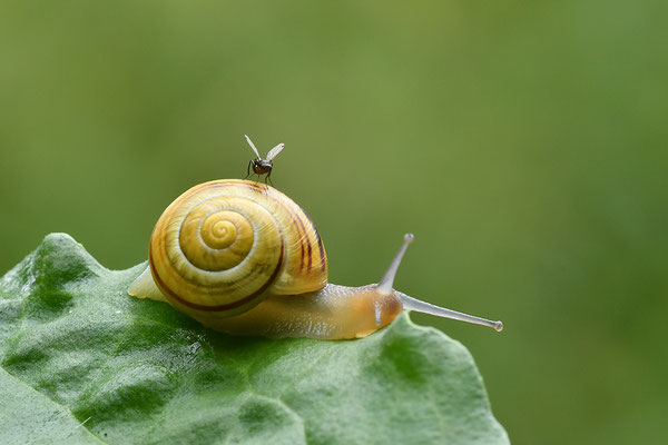 Garten-Bänderschnecke