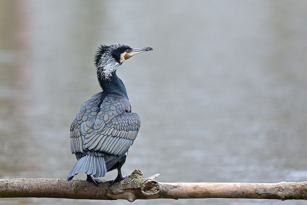 Kormoran