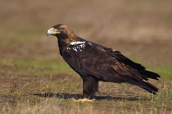Kaiseradler