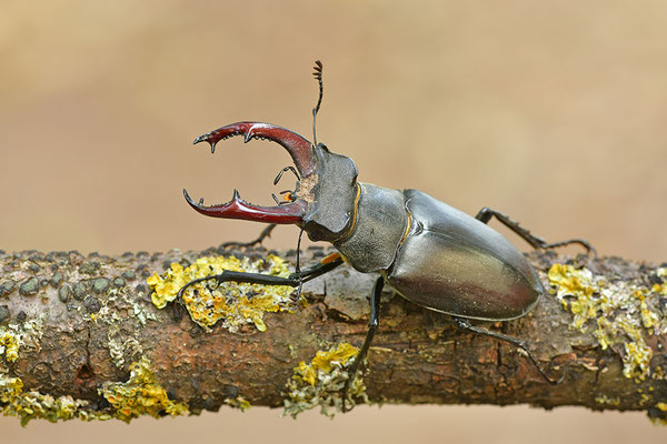 Hirschkäfer Männchen