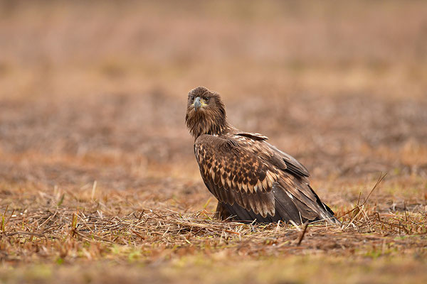 Seeadler