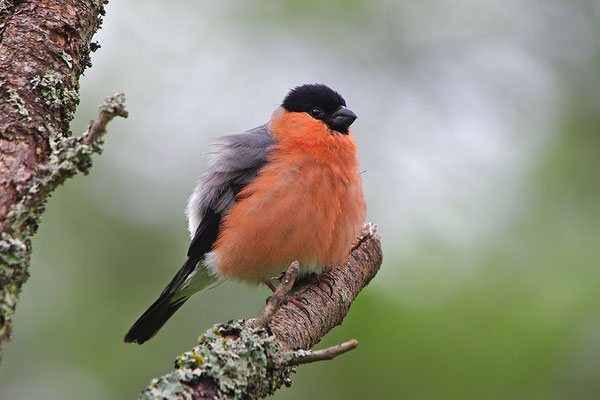 Dompfaff Männchen