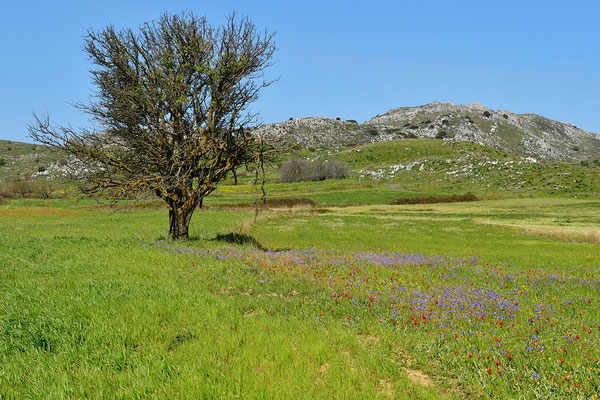 Wildtulpenfeld