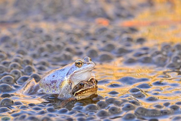 Moorfrosch Paar