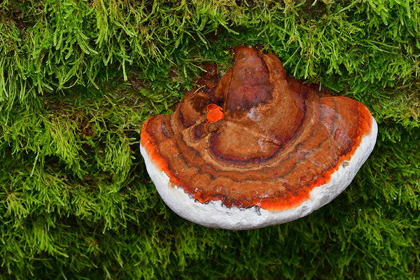 Rotrandiger Baumschwamm