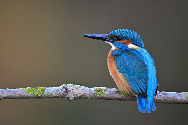 Eisvogel 