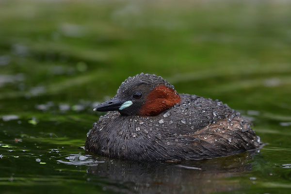 Zwergtaucher