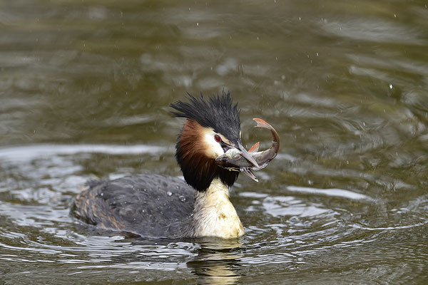 Haubentaucher mit erbeutetem Fisch