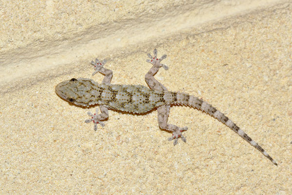 Mauergecko