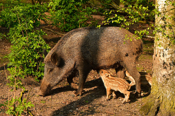 Wildschwein Bache mit Frischlingen