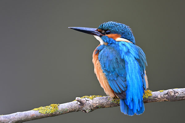 Eisvogel 