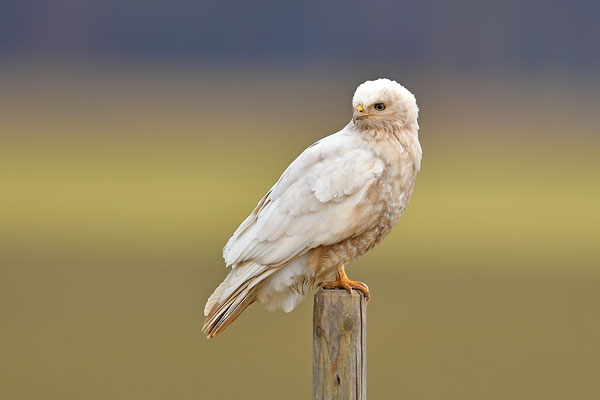 Mäusebussard Leuzist Farbanomalie