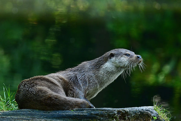 Fischotter im Otterpark Hankensbüttel