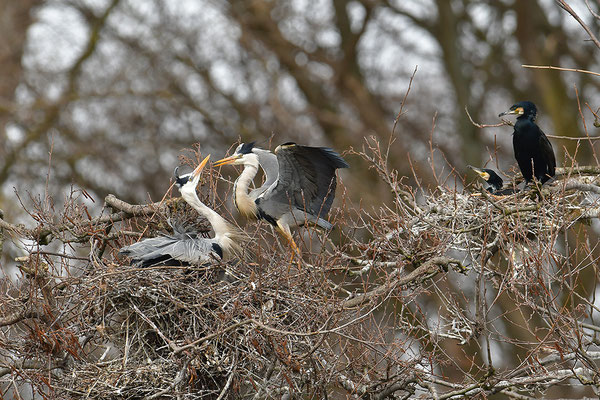 Graureiher am Nest mit Jungvögeln