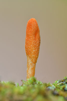 Puppenkeulenpilz