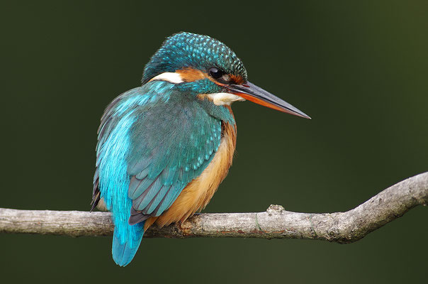 Eisvogel Weibchen