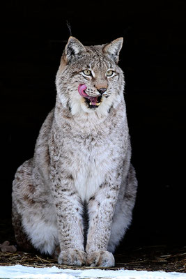 Luchs