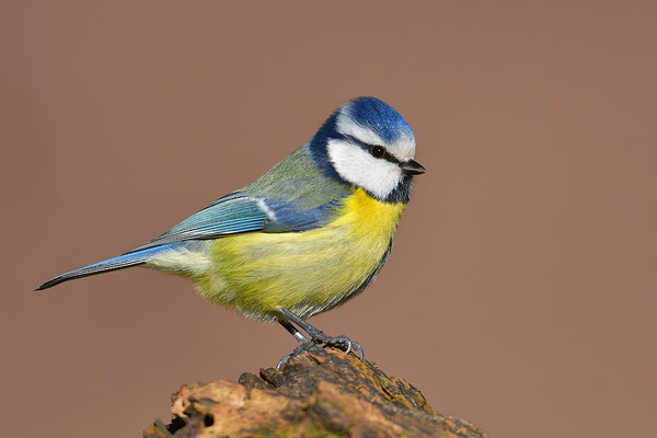 Blaumeise