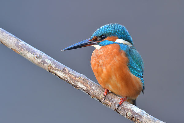 Eisvogel