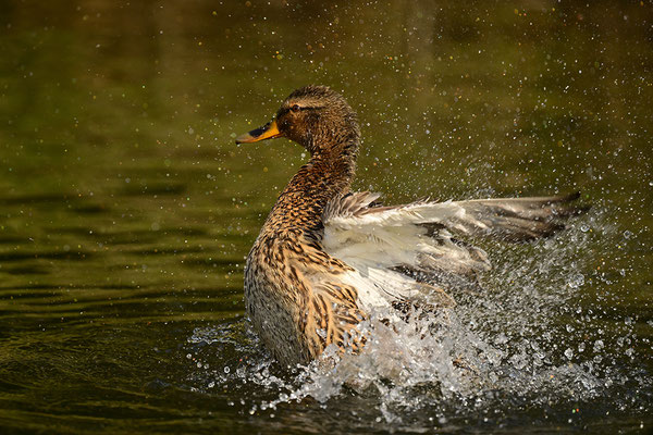 Stockente Weibchen