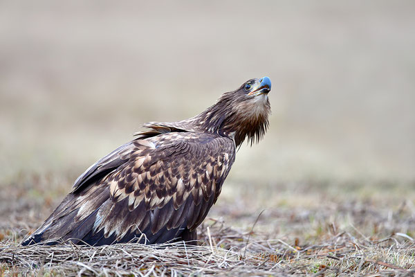 Seeadler rufend