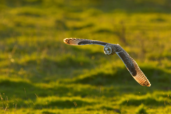 Sumpfohreule im Flug