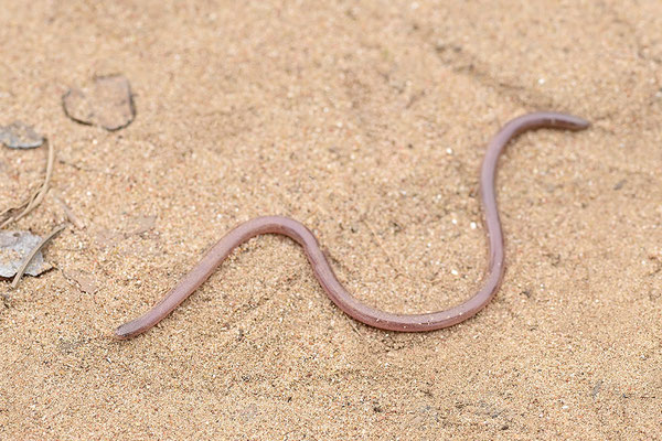 Wurmschlange, Blödauge