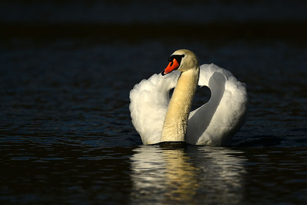 Höckerschwan