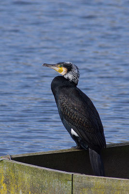 Kormoran im Prachtkleid