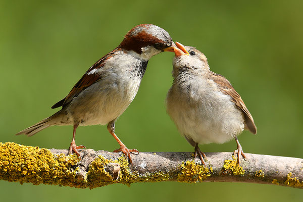 Haussperling Altvogel mit Jungvogel